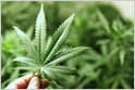 Metrc, whose tracing software helps federal regulators and 11 states track cannabis from seed to sale, raises $50M from Tiger Global and Casa Verde Capital (Connie Loizos/TechCrunch)