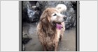 Facebook rolls out Facebook 3D photos that use AI to add make-believe depth to iPhone portrait mode shots (Josh Constine/TechCrunch)