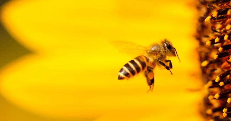 We have to save the bees, here’s how we can do it