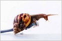 The FCC finalizes a $1.5B auction-based fund for expanding broadband access and the White House releases the American Broadband Initiative (ABI) report (Kieren McCarthy/The Register)