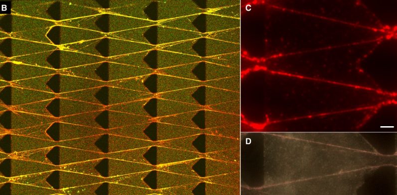 Cornell scientists create ‘living’ machines that eat, grow, and evolve