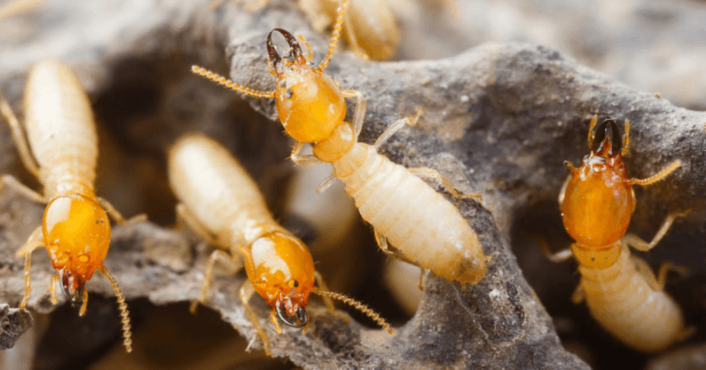 Studying social animals will unlock the potential of swarm robotics
