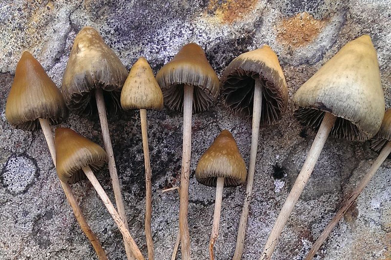 Oakland becomes second US city to decriminalize magic mushrooms