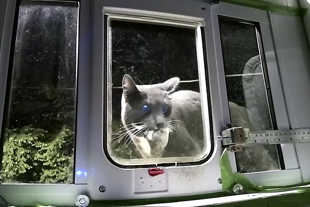 An Amazon engineer made an AI-powered cat flap to stop his cat from bringing home dead animals