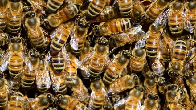 Call a Beekeeper, Not an Exterminator