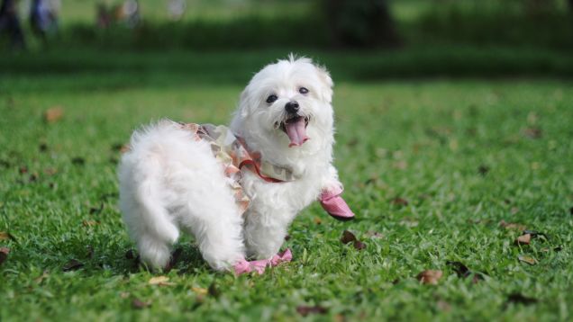 Buy Your Dog a Set of Summer Booties