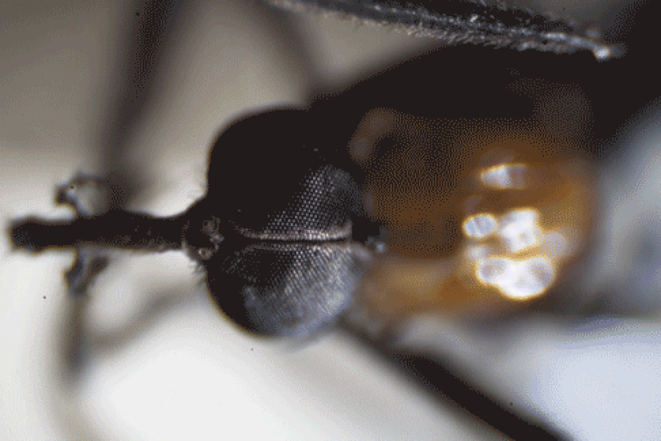 Why fewer bug guts may be piling up on your car windshield