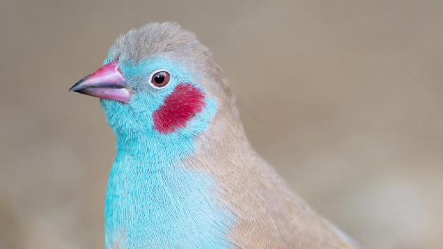 Enjoy This 'Divorced Birds' Subreddit