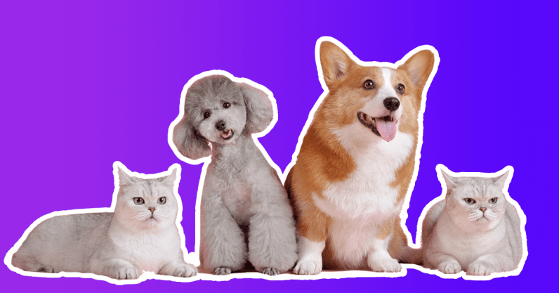 How do you build a pet-friendly gadget? We asked experts and animal owners