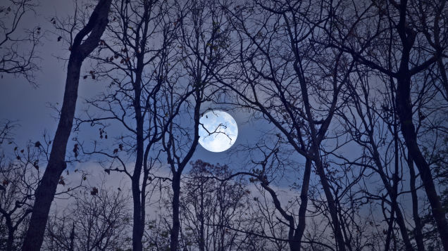 How and When to Spot a Lunar Eclipse This Weekend