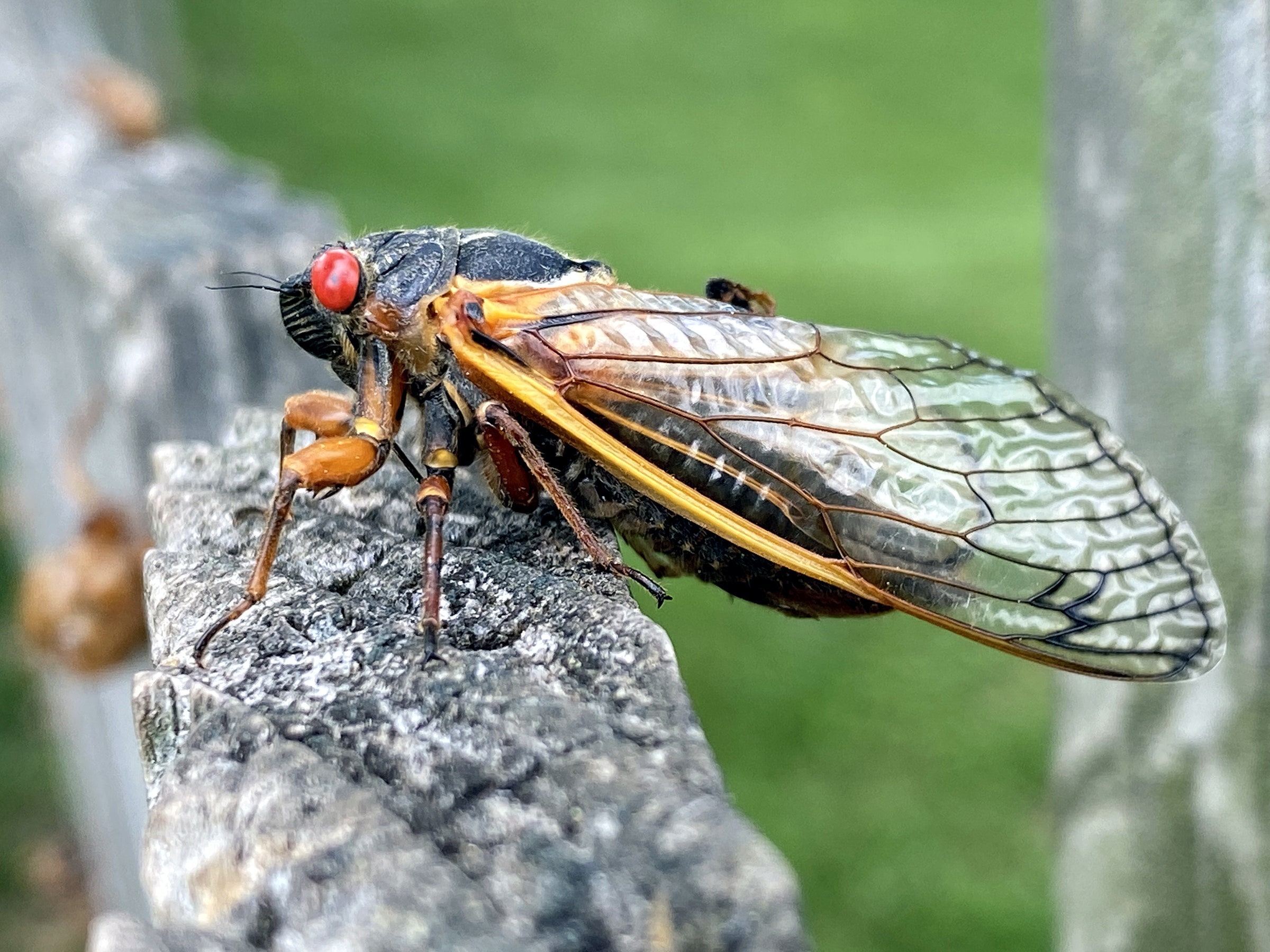 The Earth Is About to Feast on Dead Cicadas