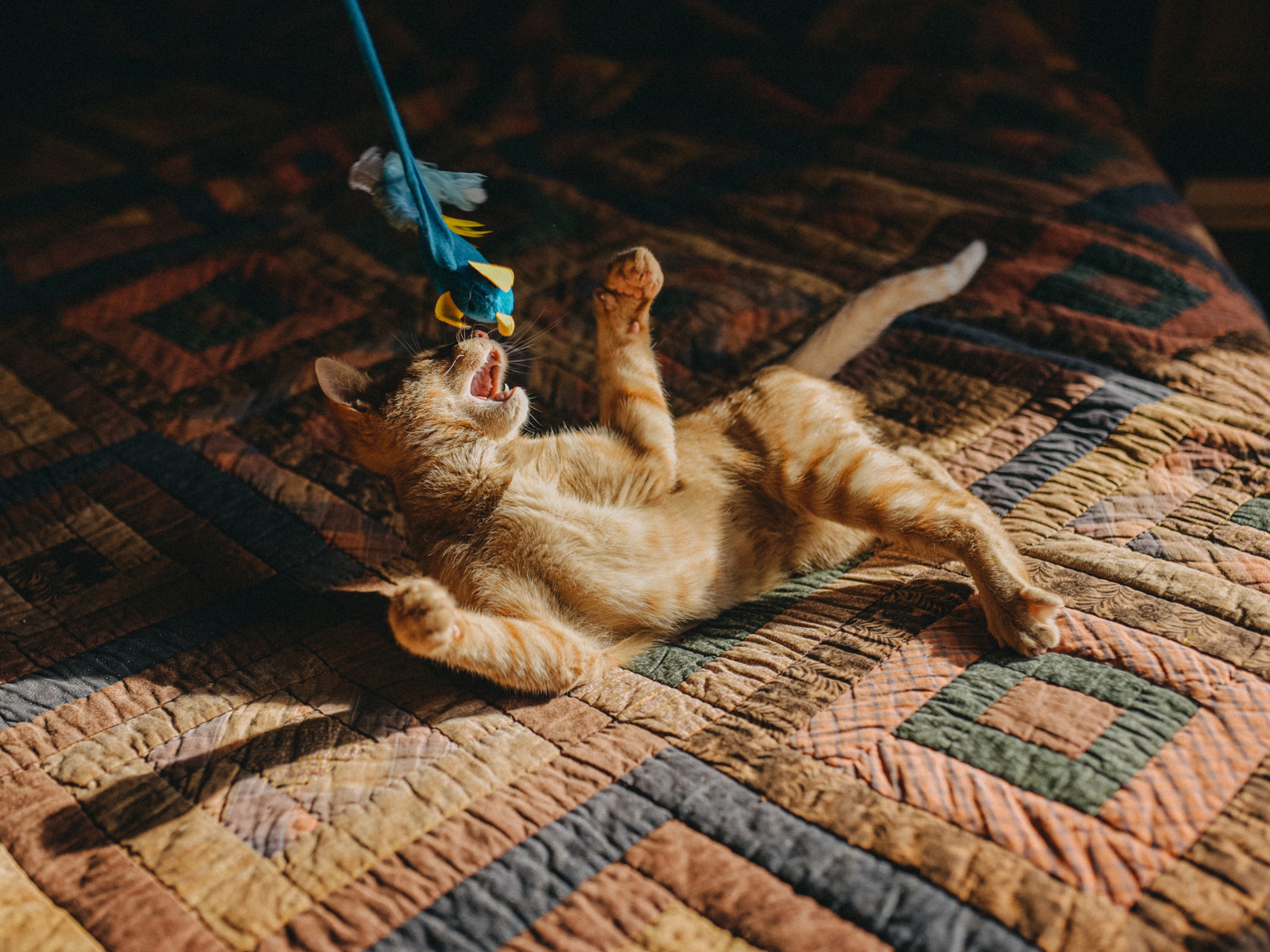 The Best Cat Toys, Litter Boxes, and Other Supplies for Your Furry Friend (2024)