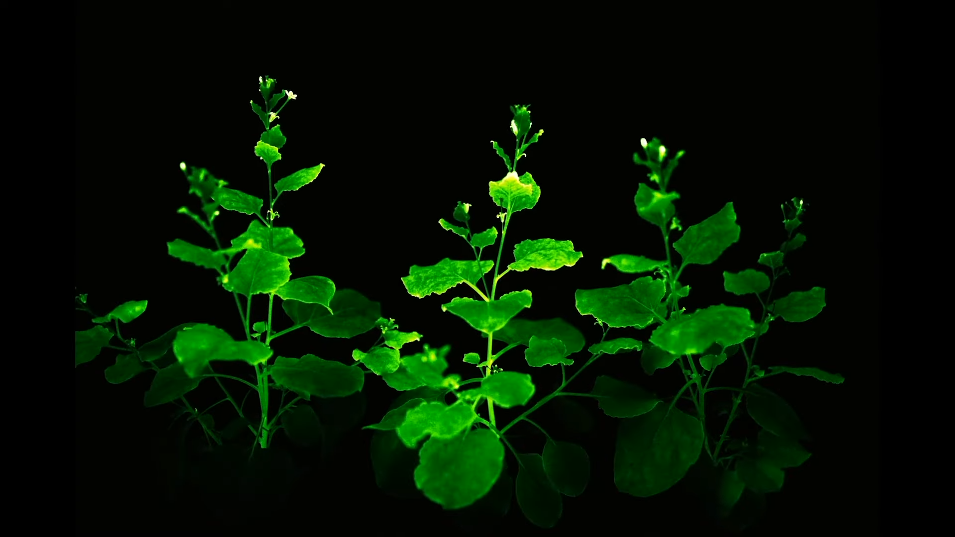 Bioluminescent Glowing Petunias Are Now A Thing