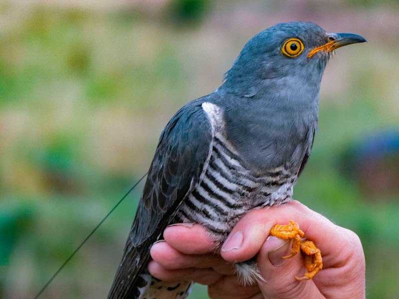 Who flew over the cuckoo’s nest?