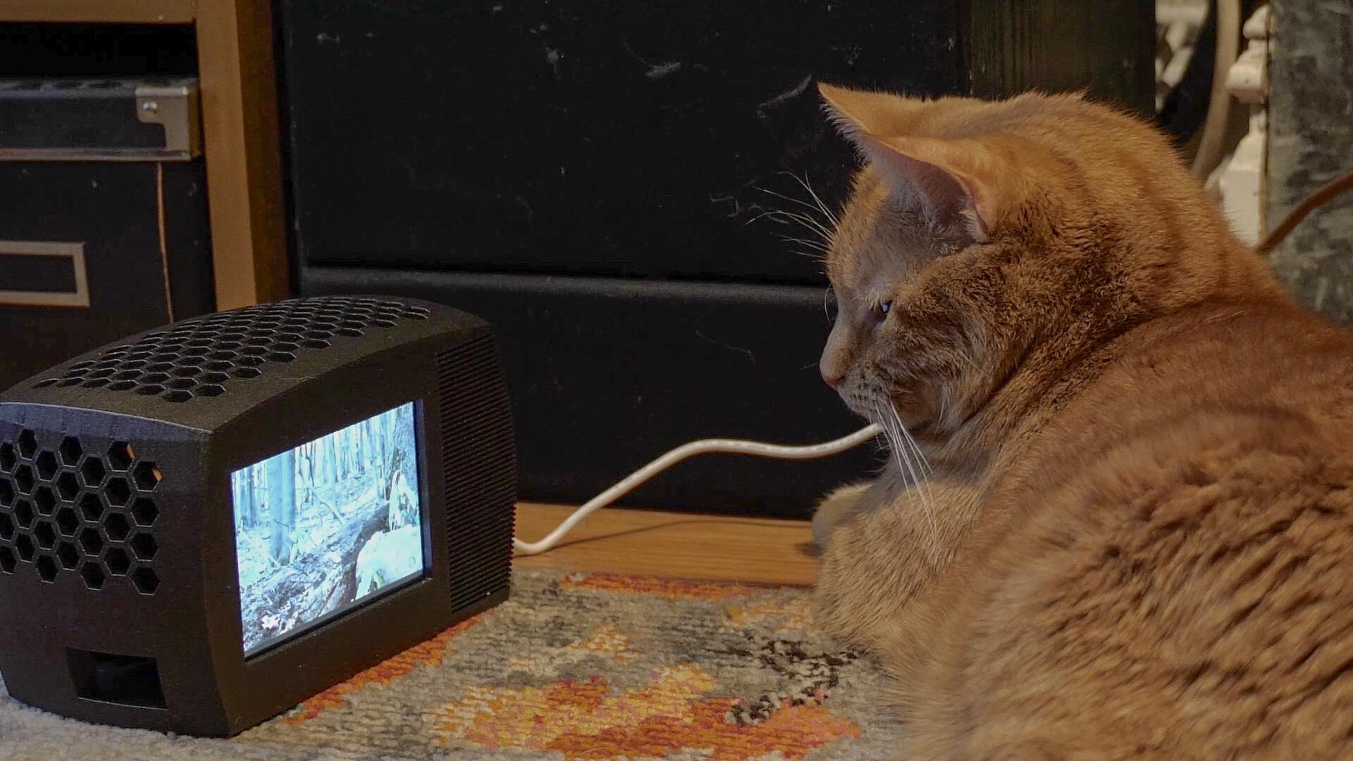 Your Cat Needs Its Own TV