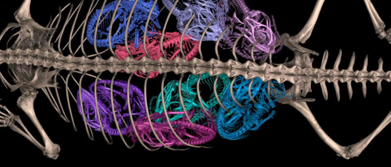 3D Imaging for Natural Science — For Free