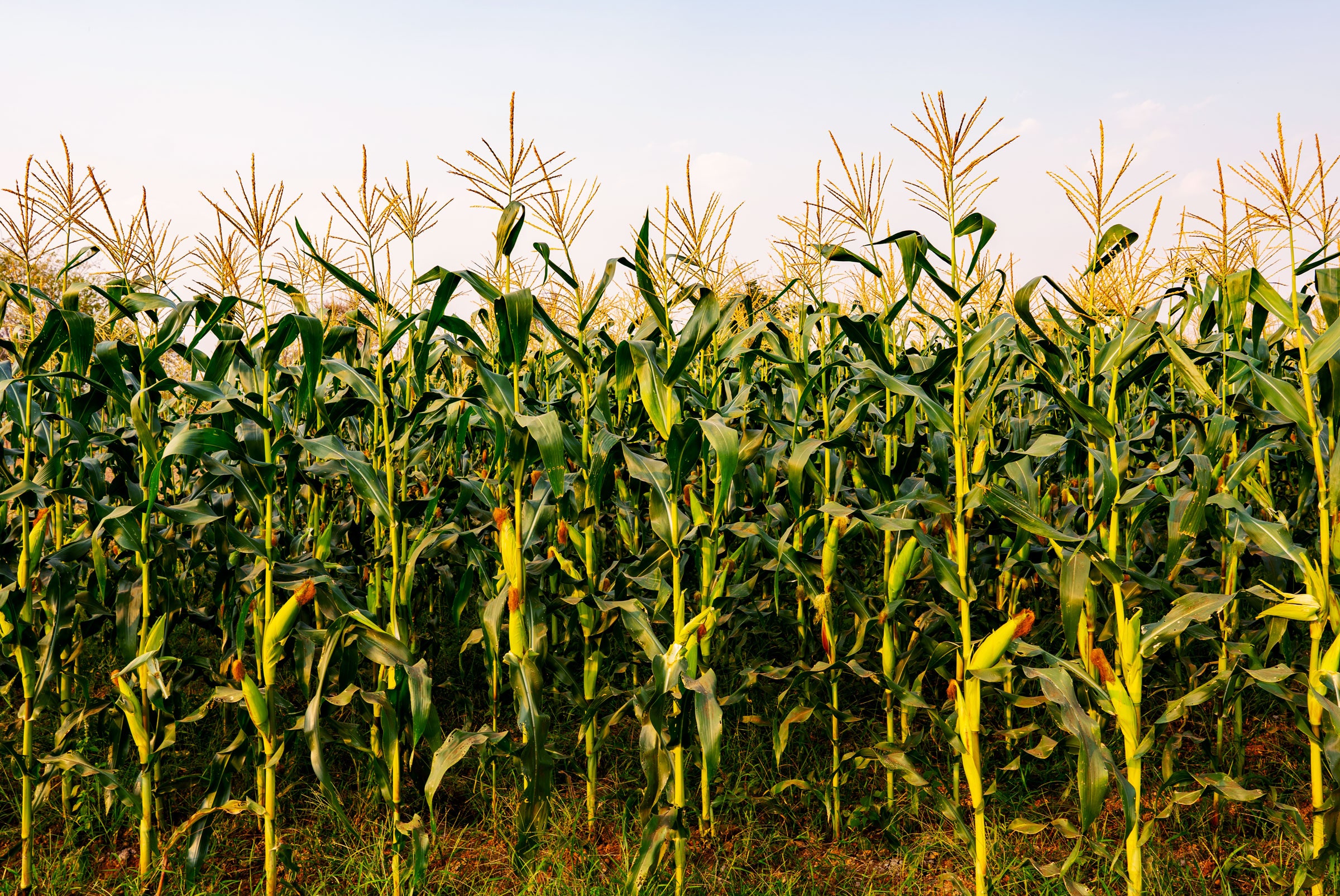 Cows and Cars Are Agriculture’s Priority—Not People