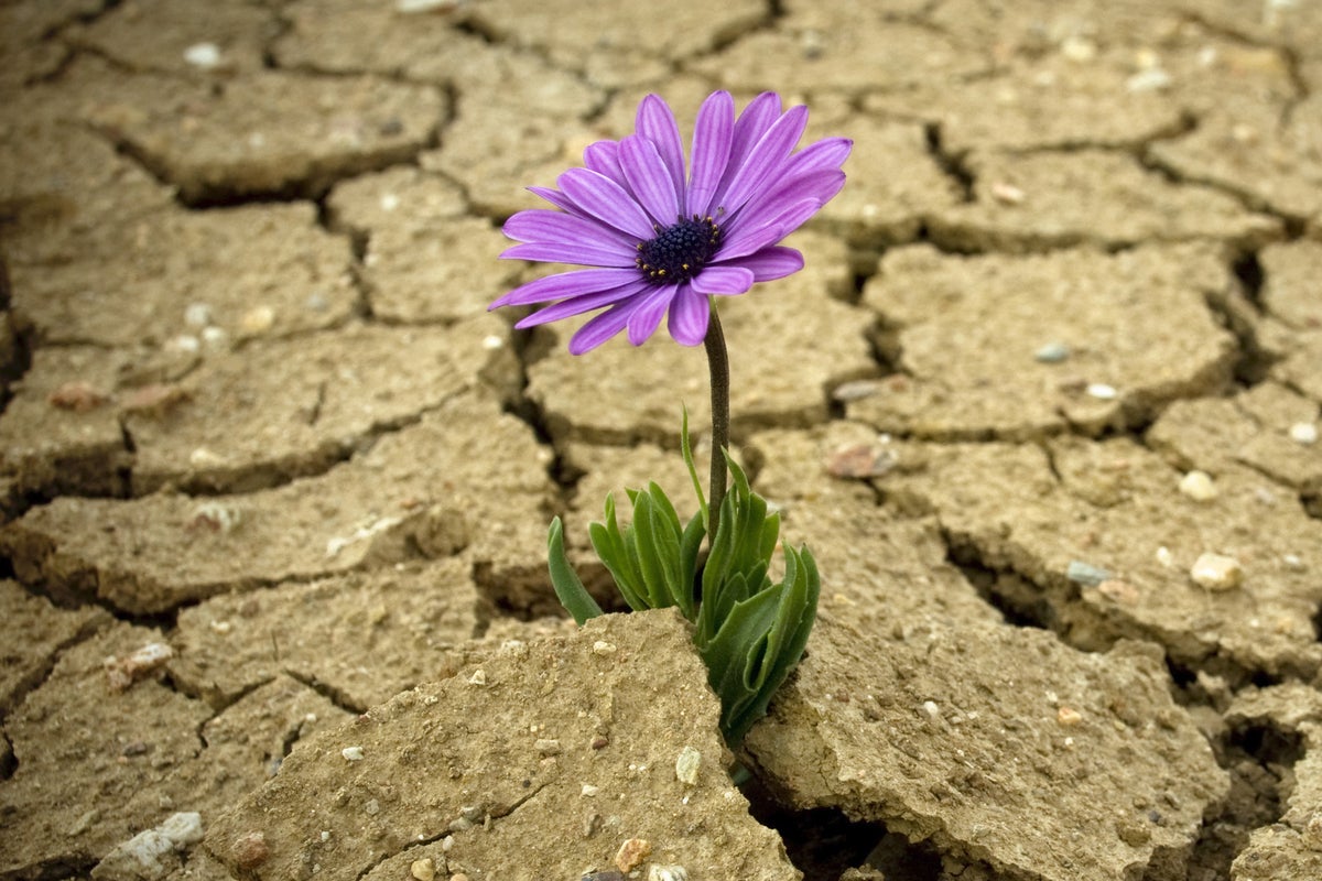 How to implement database connection resiliency in ASP.NET Core