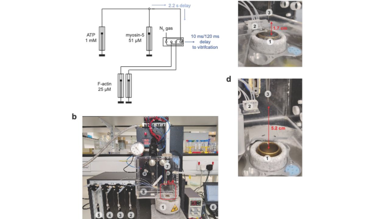 Cryo-EM: Freezing Time to Take Snapshots of Myosin and Other Molecular Systems